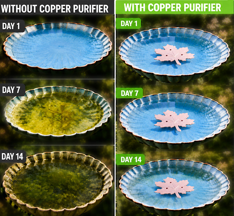 🍁Turqelis™ Universal Fit Bird Bath Purifier